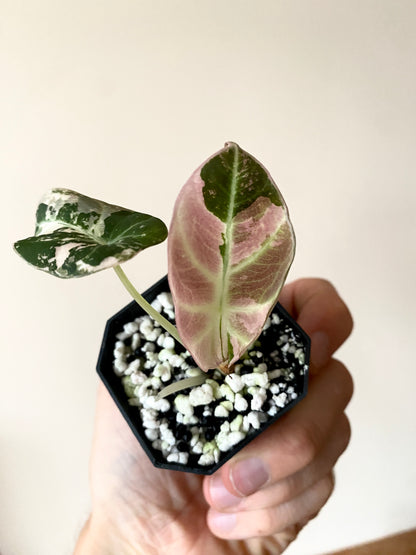 Alocasia Black Velvet Pink variegata | 5 cm pot