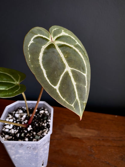 Anthurium Minahasa X (Michelle x Zara x AOS) | 7 cm pot