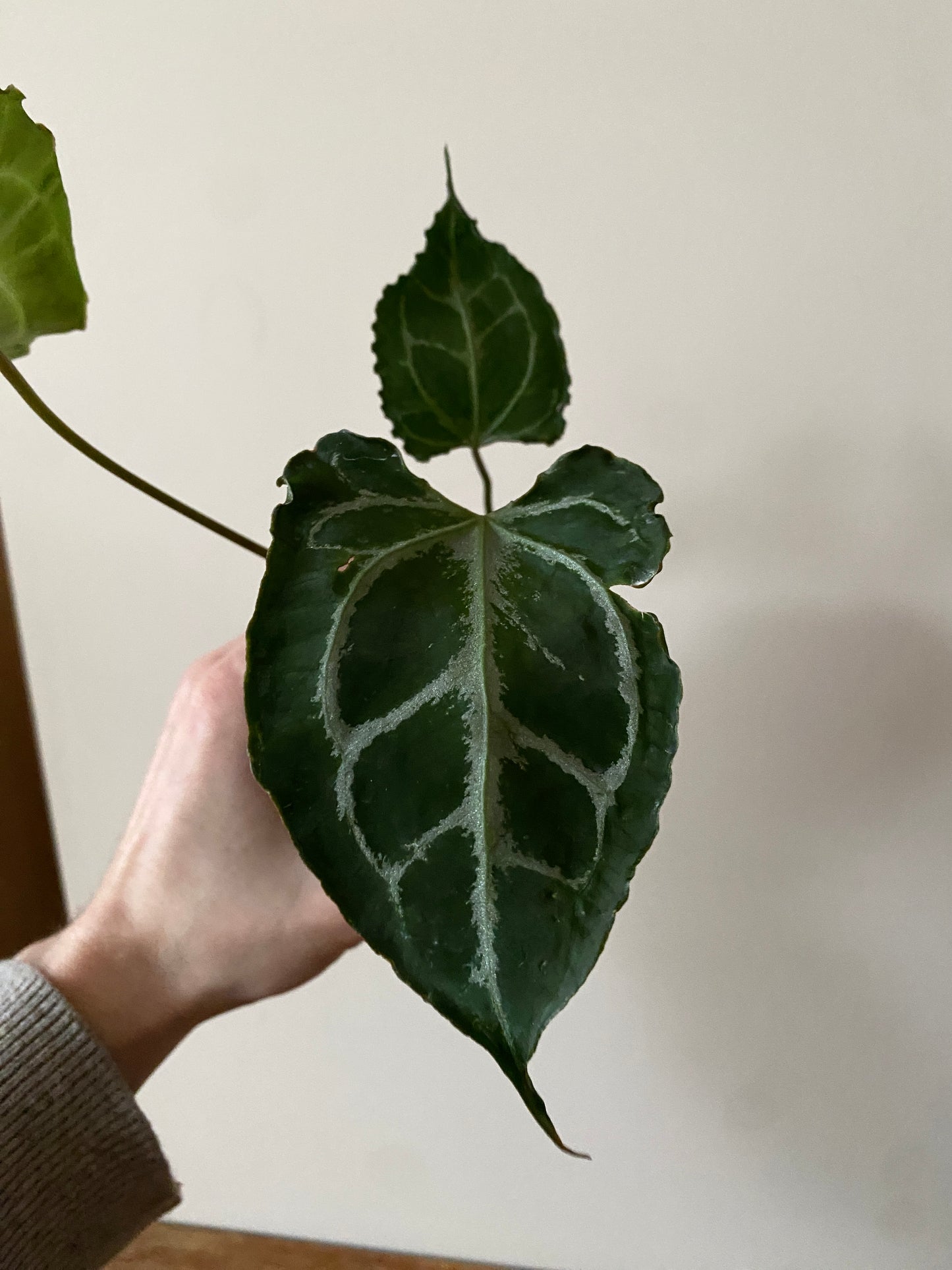 Anthurium Boogie (Muchilis x X-one) F1 | 7 cm pot