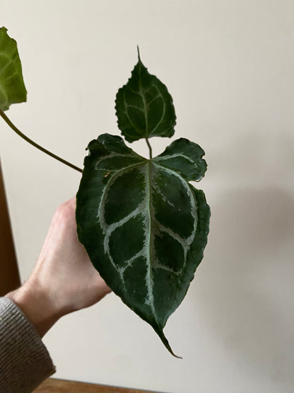 Anthurium Boogie (Muchilis x X-one) F1 | 7 cm pot