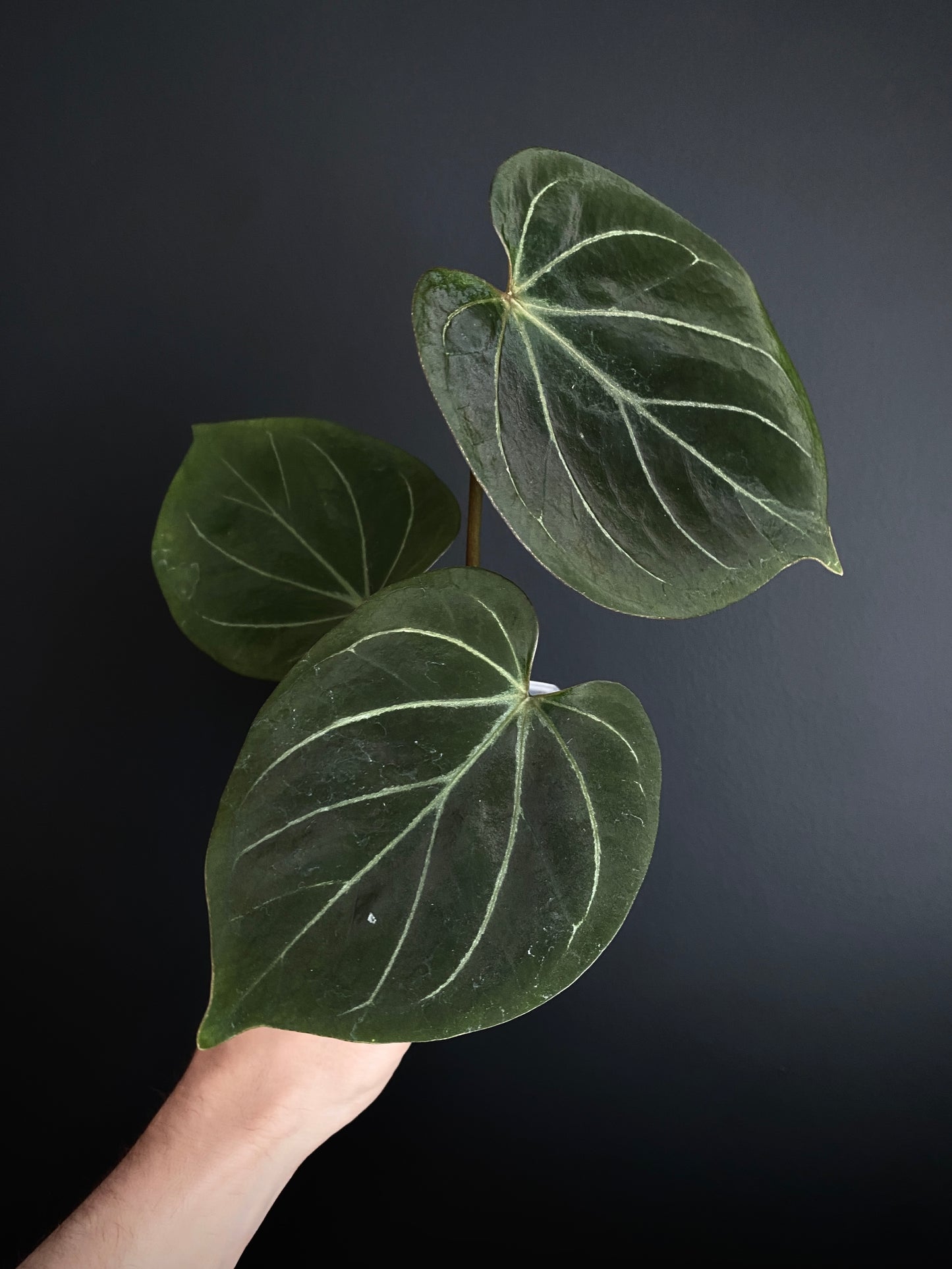 Anthurium King of Spades (KOS/HU) | 7 cm pot