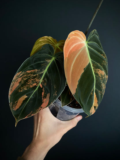 Philodendron Melanochrysum Orange variegata | 12 cm pot [B]