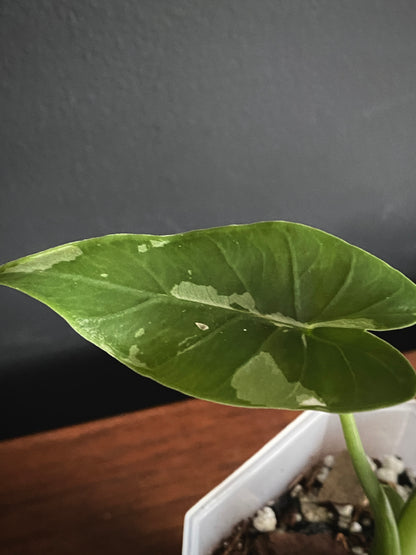 Alocasia Okinawa Silver variegated | 7 cm pot