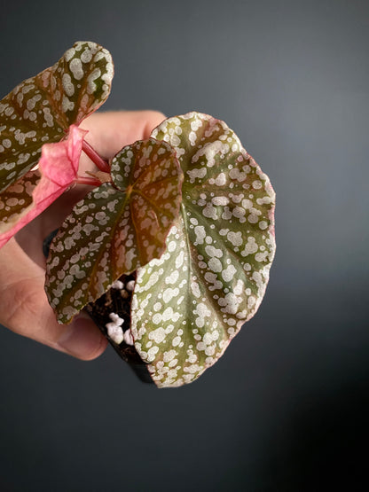 Begonia Snow Capped Pink variegated | 7 cm pot