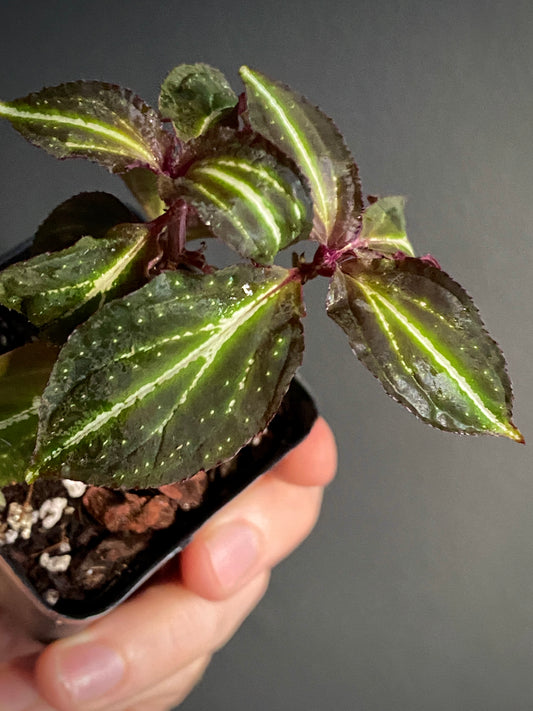 Sonerila sp. Borneoensis  | 6 cm pot [A]