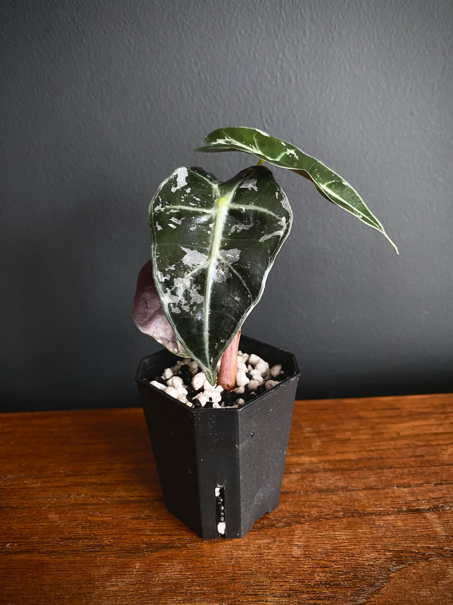 Alocasia Polly Pink variegated | 5 cm pot [A]