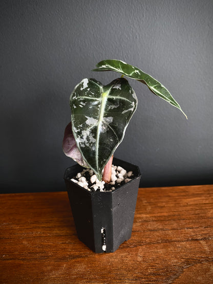 Alocasia Polly Pink variegated | 5 cm pot [A]