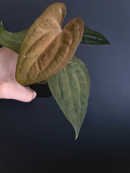 Anthurium RVDP (self) mint variegated | 7 cm pot [super-select]