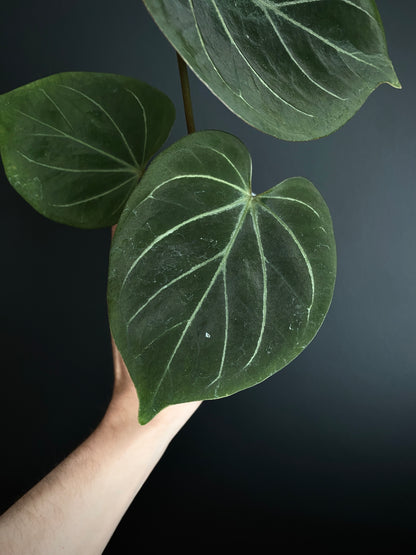Anthurium King of Spades (KOS/HU) | 7 cm pot