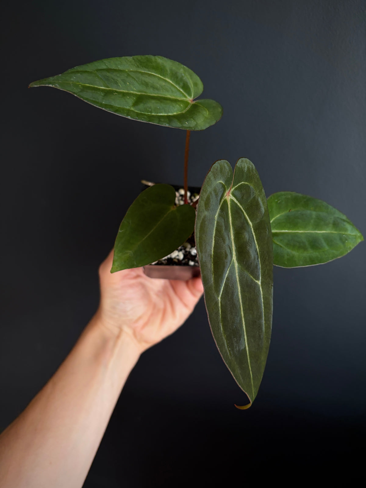 Anthurium Dark Knight X Carlablackiae | 7 cm pot