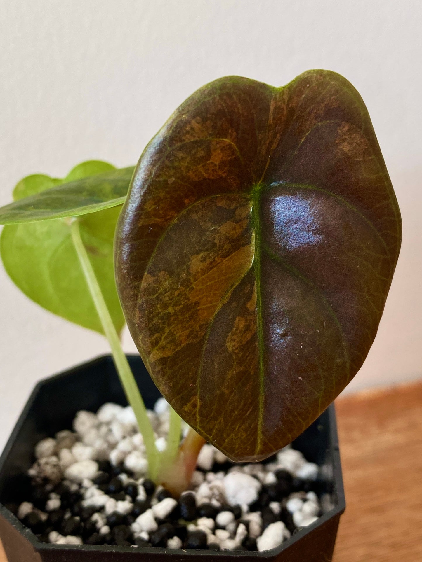 Alocasia Cuprea latte variegated | 5 cm pot