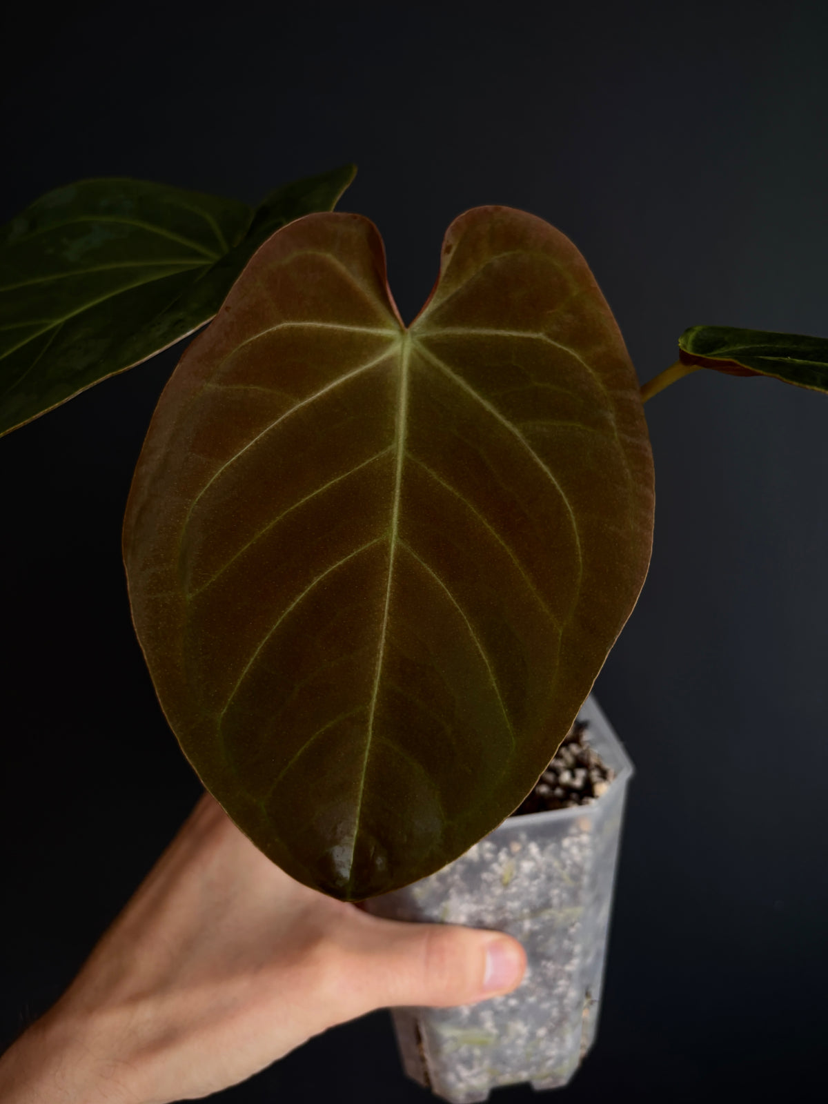 Anthurium Papillilaminum Legend x self | 7 cm pot