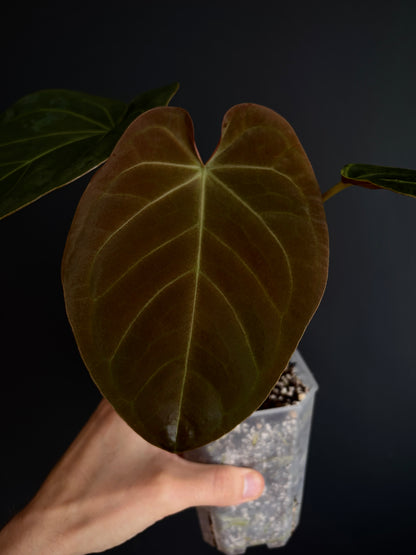 Anthurium Papillilaminum Legend x self | 7 cm pot