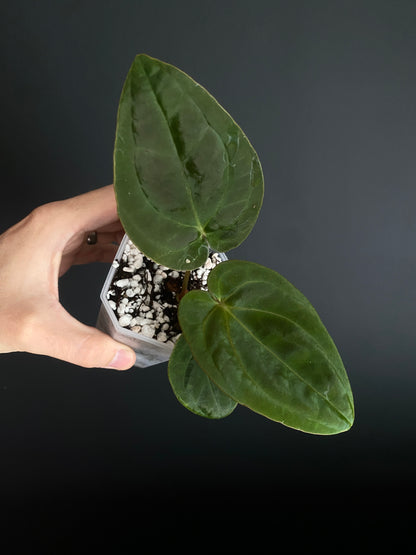 Anthurium Papillilaminum Legend x self | 7 cm pot [B]