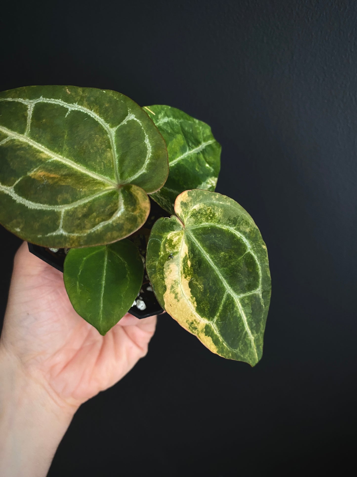 Anthurium PapCrystal var X Tezula Red Crystallinum (Orange variegated) | 7 cm pot