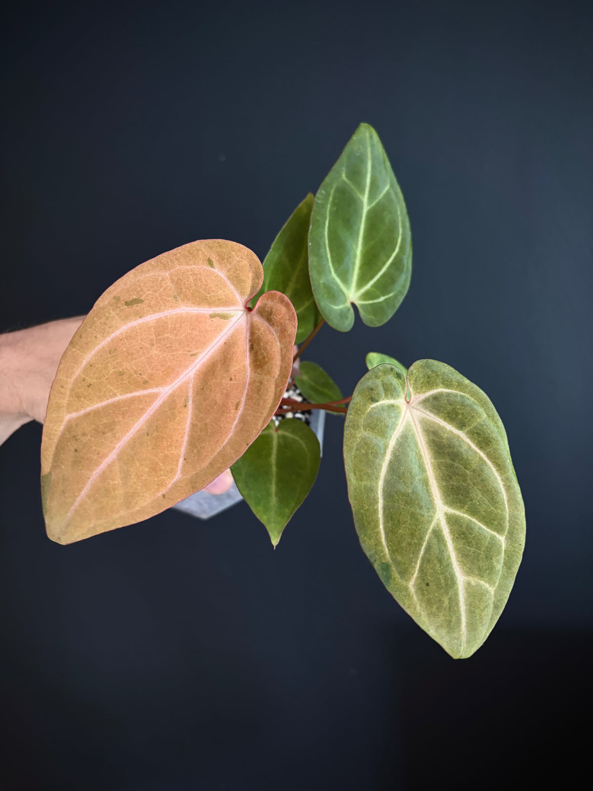 Anthurium Papillilaminum var A88 X AOS SKG (mint variegated) | 7 cm pot