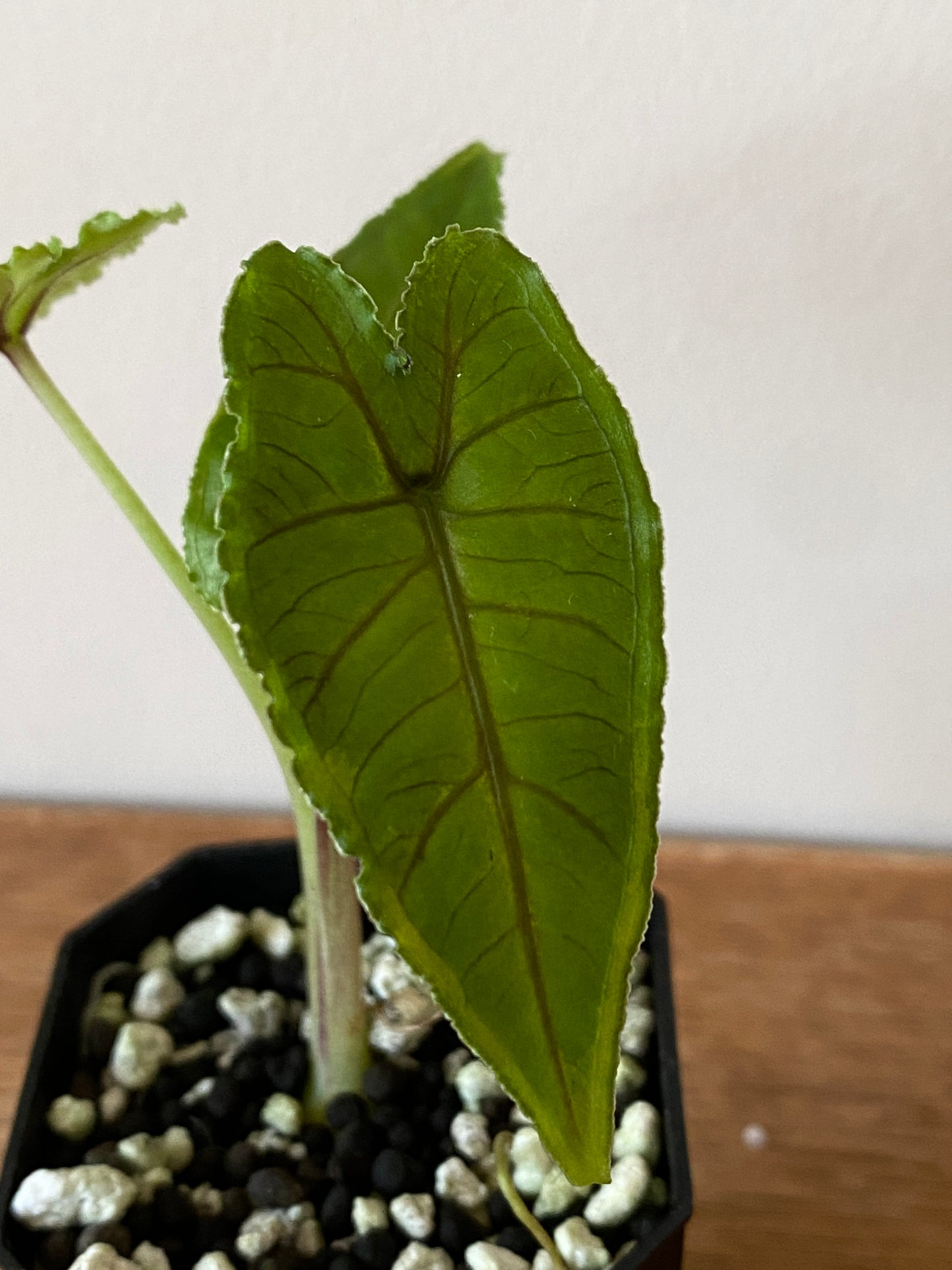 Alocasia Olanii | 5 cm pot [D]