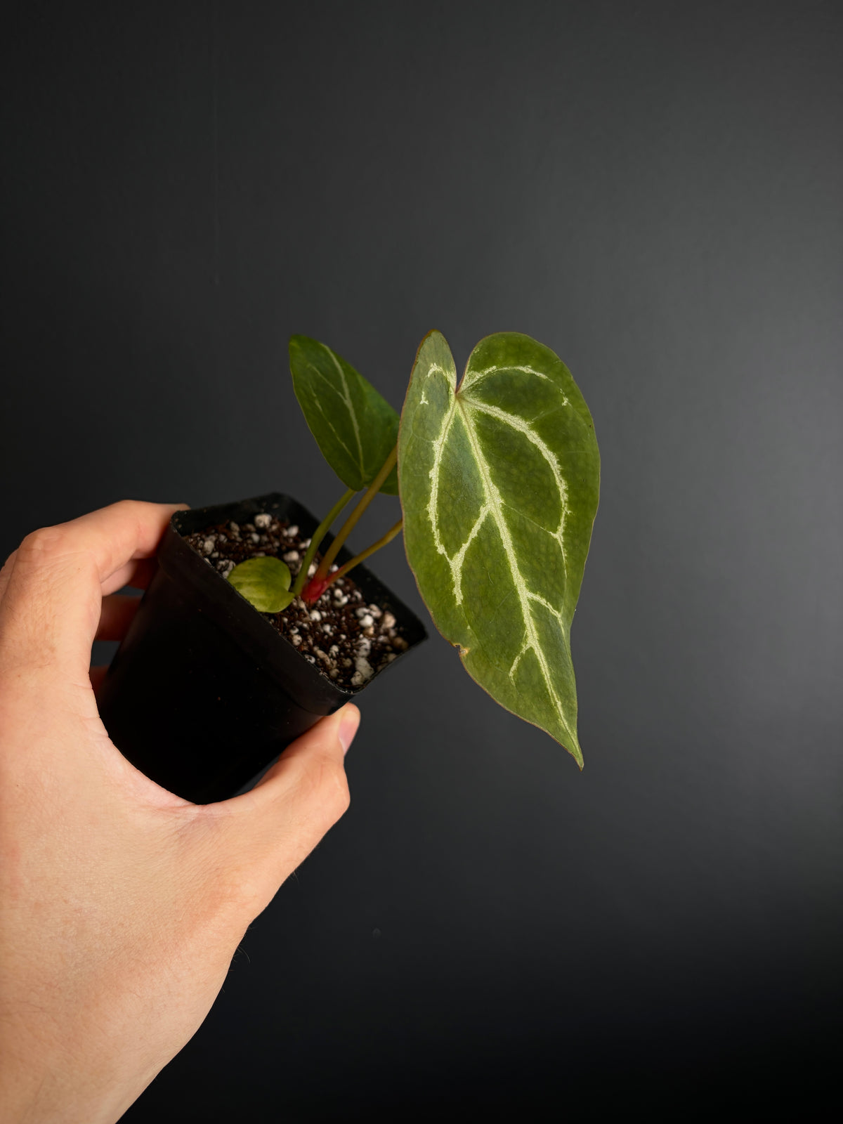 Anthurium Megatron X Black Venom (non-variegated) | 6 cm pot [B]