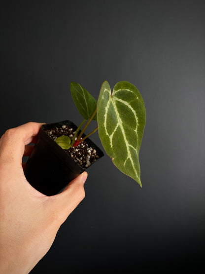 Anthurium Megatron X Black Venom (non-variegated) | 6 cm pot [B]