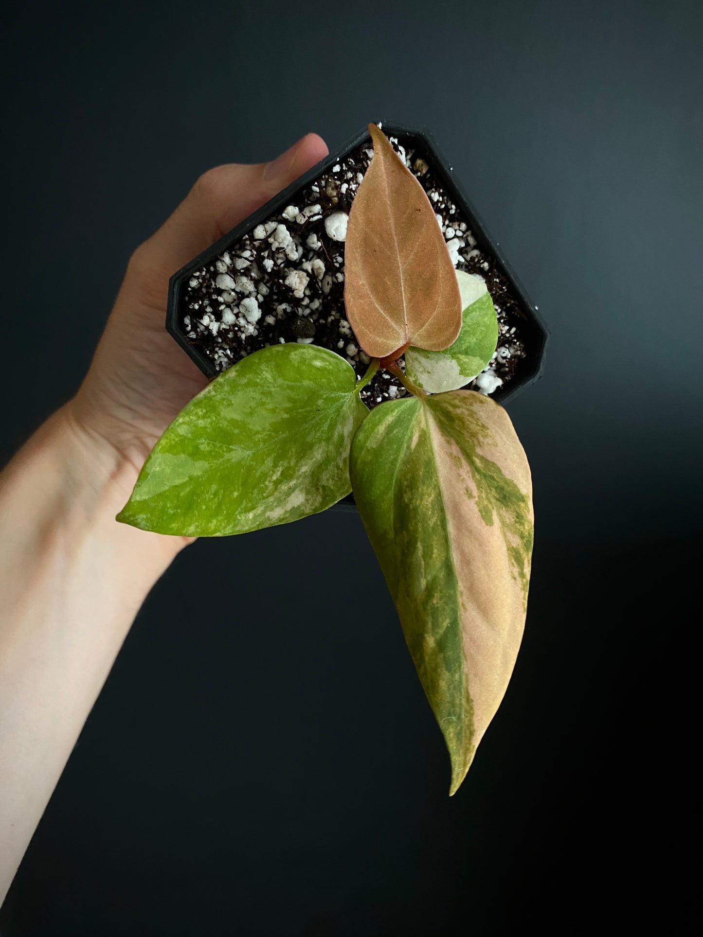 Anthurium Ace of Spaces var X Portillae clone | 7 cm pot [clone A]