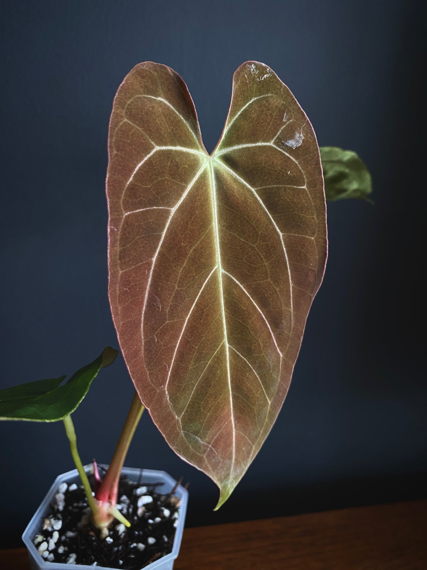 Anthurium X-one X Blue Papillilaminum mint variegated | 7 cm pot