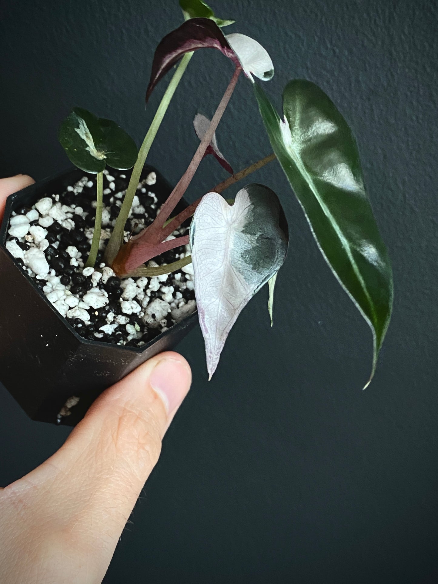 Alocasia Bambino Lava variegated | 5 cm pot
