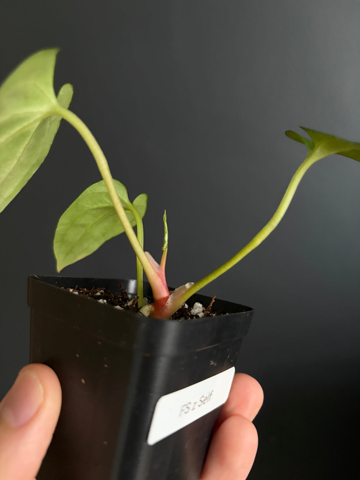 Anthurium Papillilaminum Fort Sherman (x self) | 6 cm pot [B]
