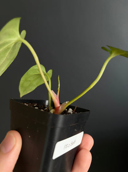 Anthurium Papillilaminum Fort Sherman (x self) | 6 cm pot [B]