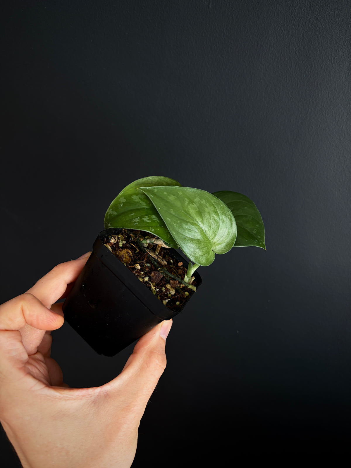 Scindapsus Black Mamba | 7 cm pot
