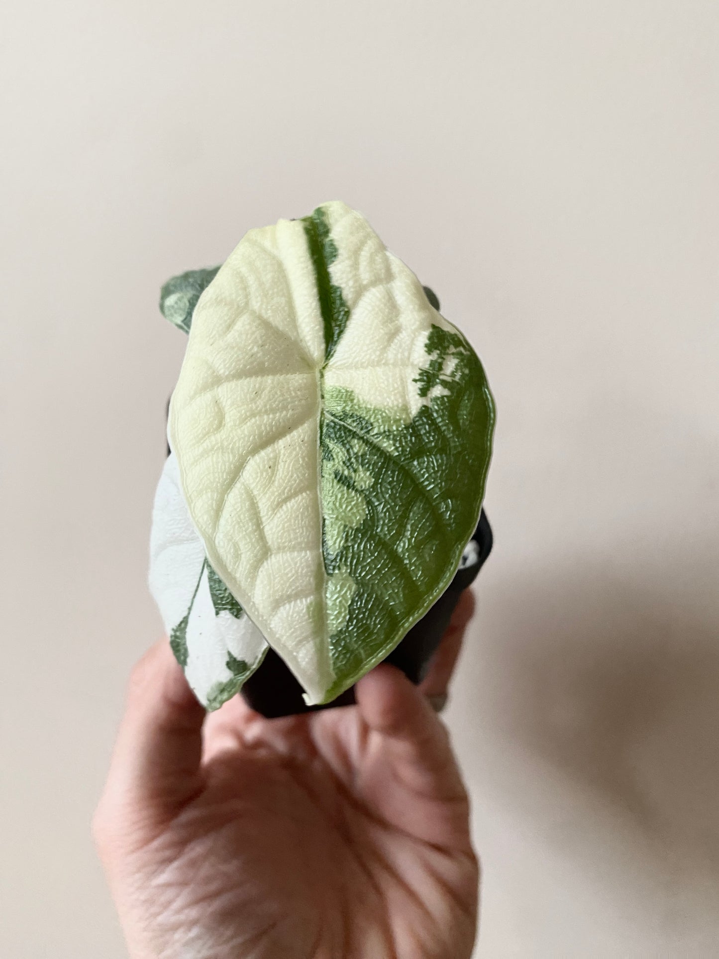 Alocasia Melo Albo variegata | 6 cm pot