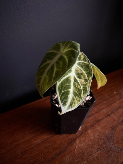 Alocasia Ninja Aurea splash | 5 cm pot