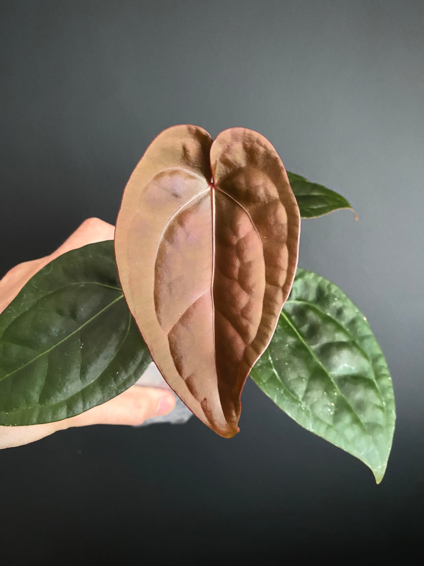 Anthurium DB Red Crystallinum X Luxurians | 9 cm pot