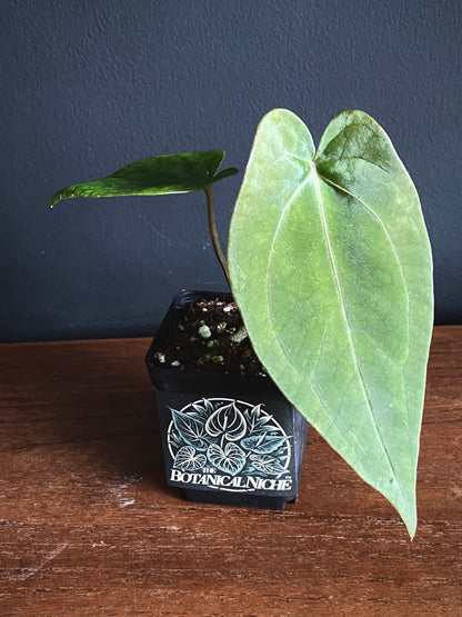 Anthurium (FTG x Fort Sherman) X (NoID Code Red x Papillaminum A+) | 6 cm pot