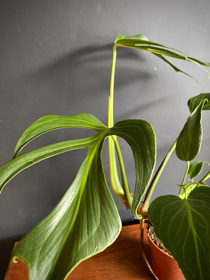 Monstera Burle Marx Flame | 15 cm pot [B]