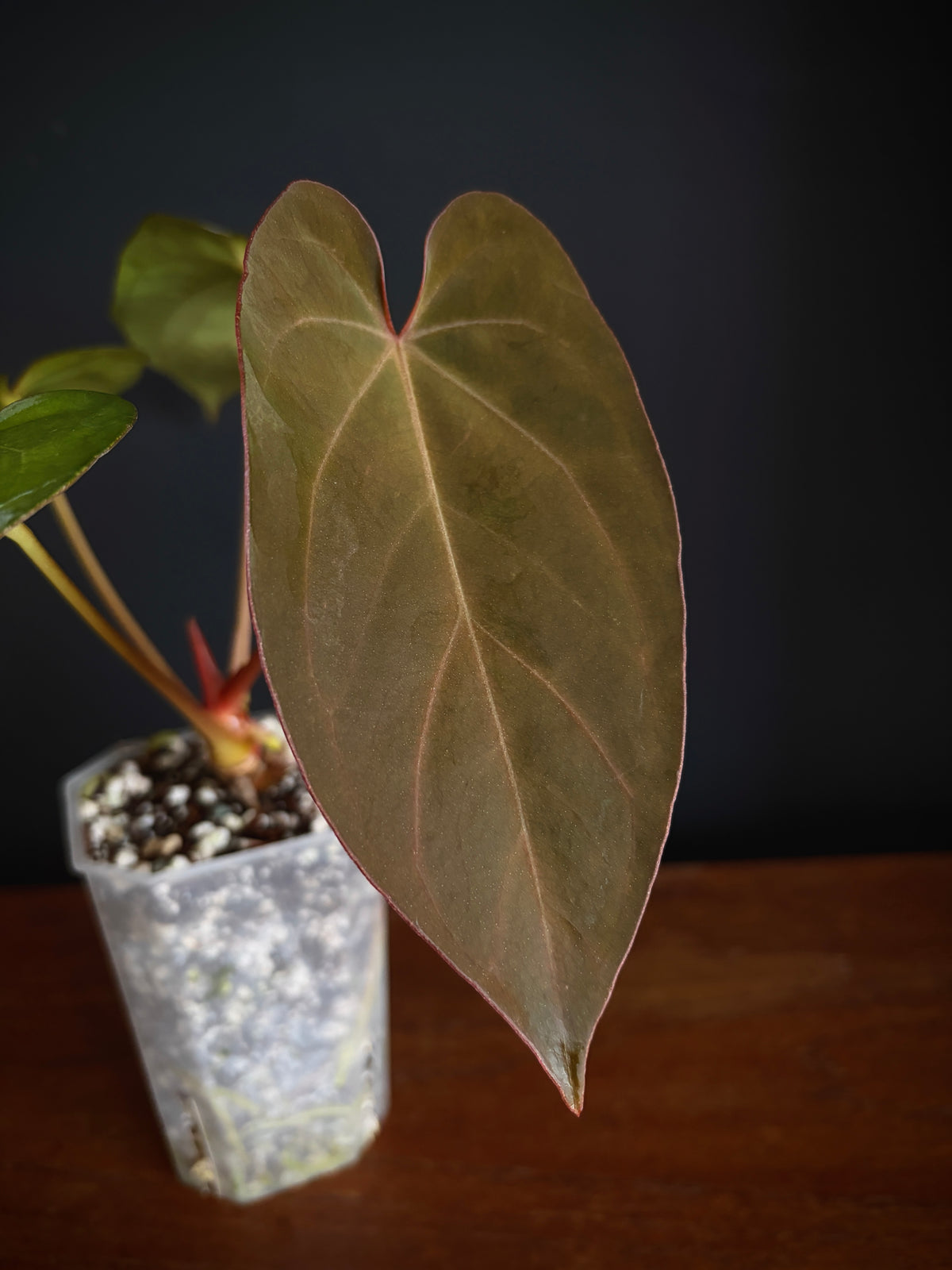 Anthurium (DoraBVEP x RLFS) X BVEP (Round x RA1) | 7 cm pot