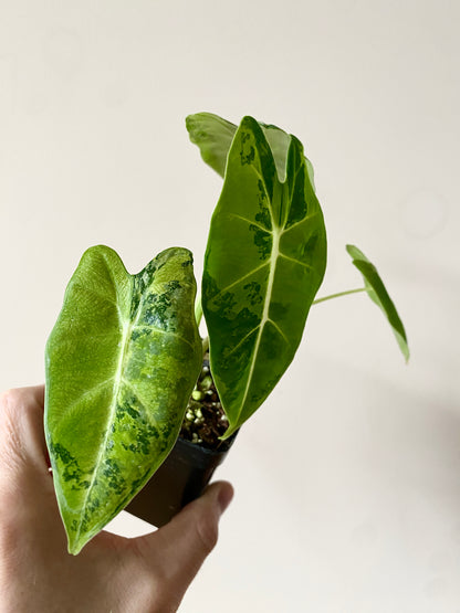 Alocasia Frydek Green-on-Green variegated | 7 cm pot