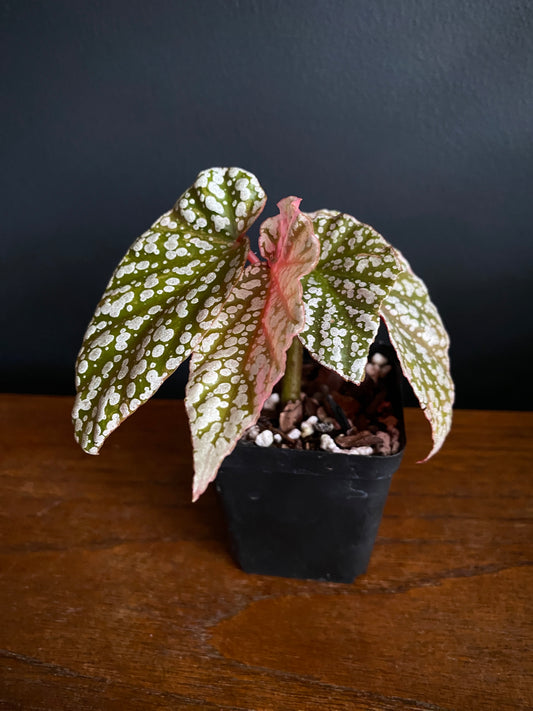 Begonia Snow Capped Pink variegated | 7 cm pot