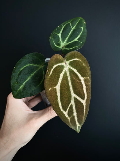Anthurium Carlablackiae | 7 cm pot [A]