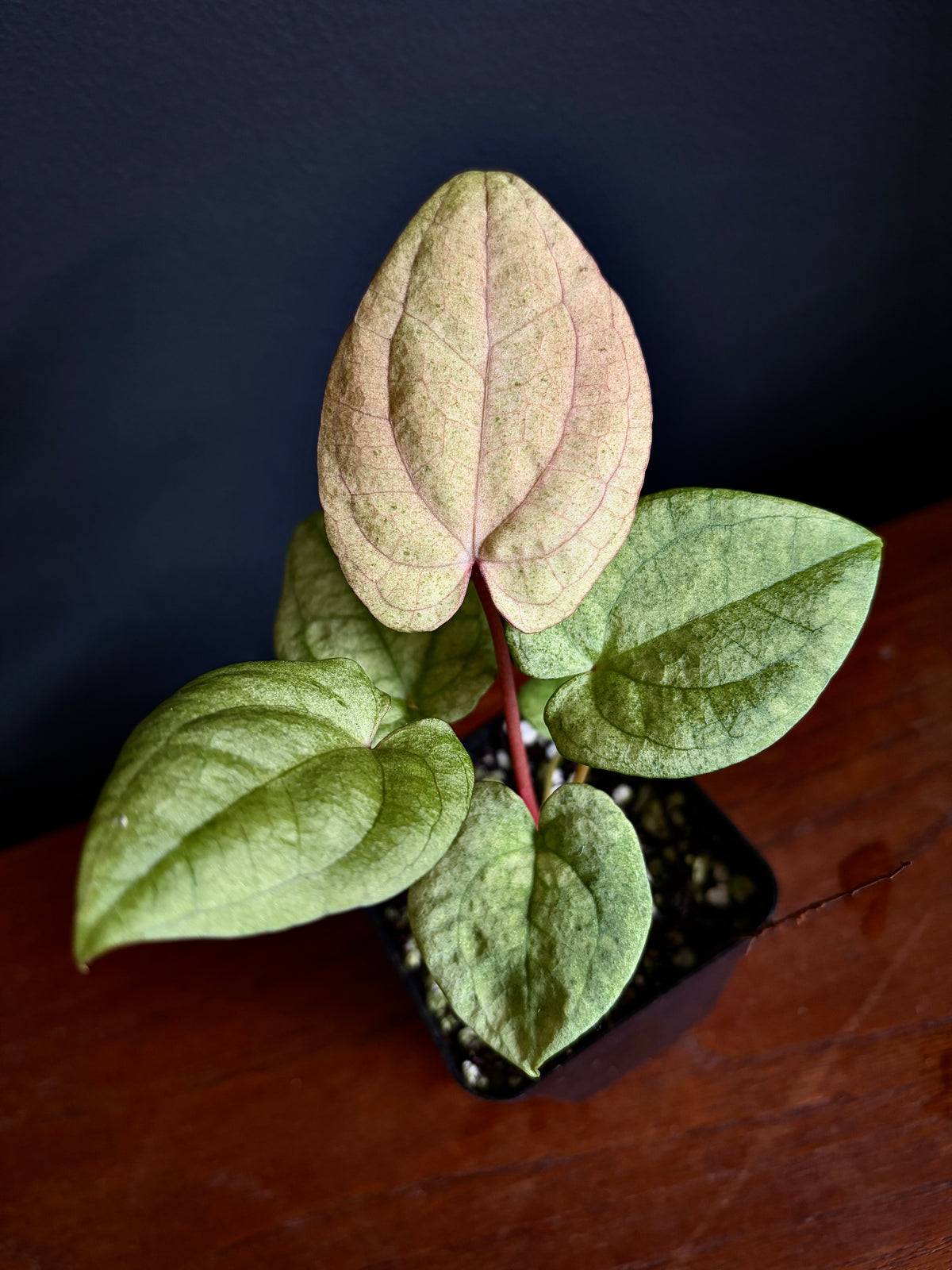 Anthurium Dark Phoenix mint variegated | 6 cm pot [A]