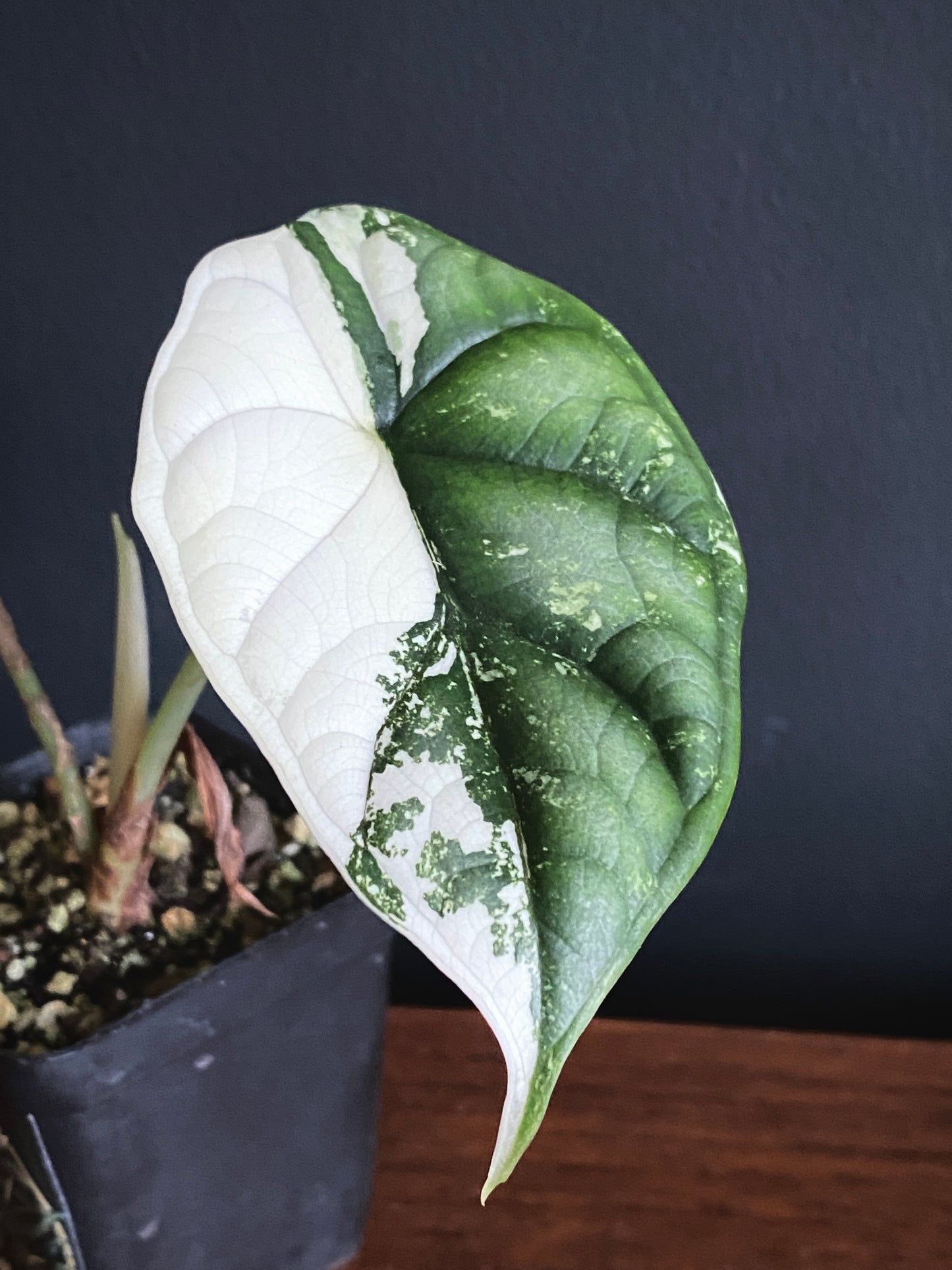 Alocasia Dragonscale Albo variegata | 6 cm pot [B]