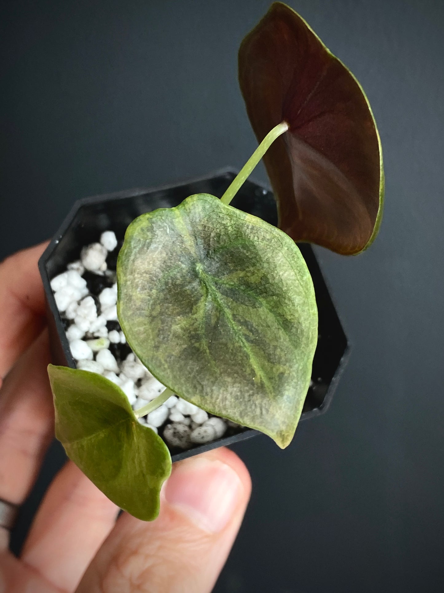 Alocasia Cuprea latte variegated | 5 cm pot