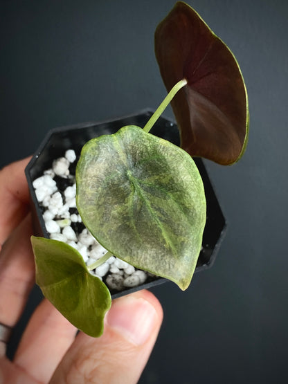 Alocasia Cuprea latte variegated | 5 cm pot