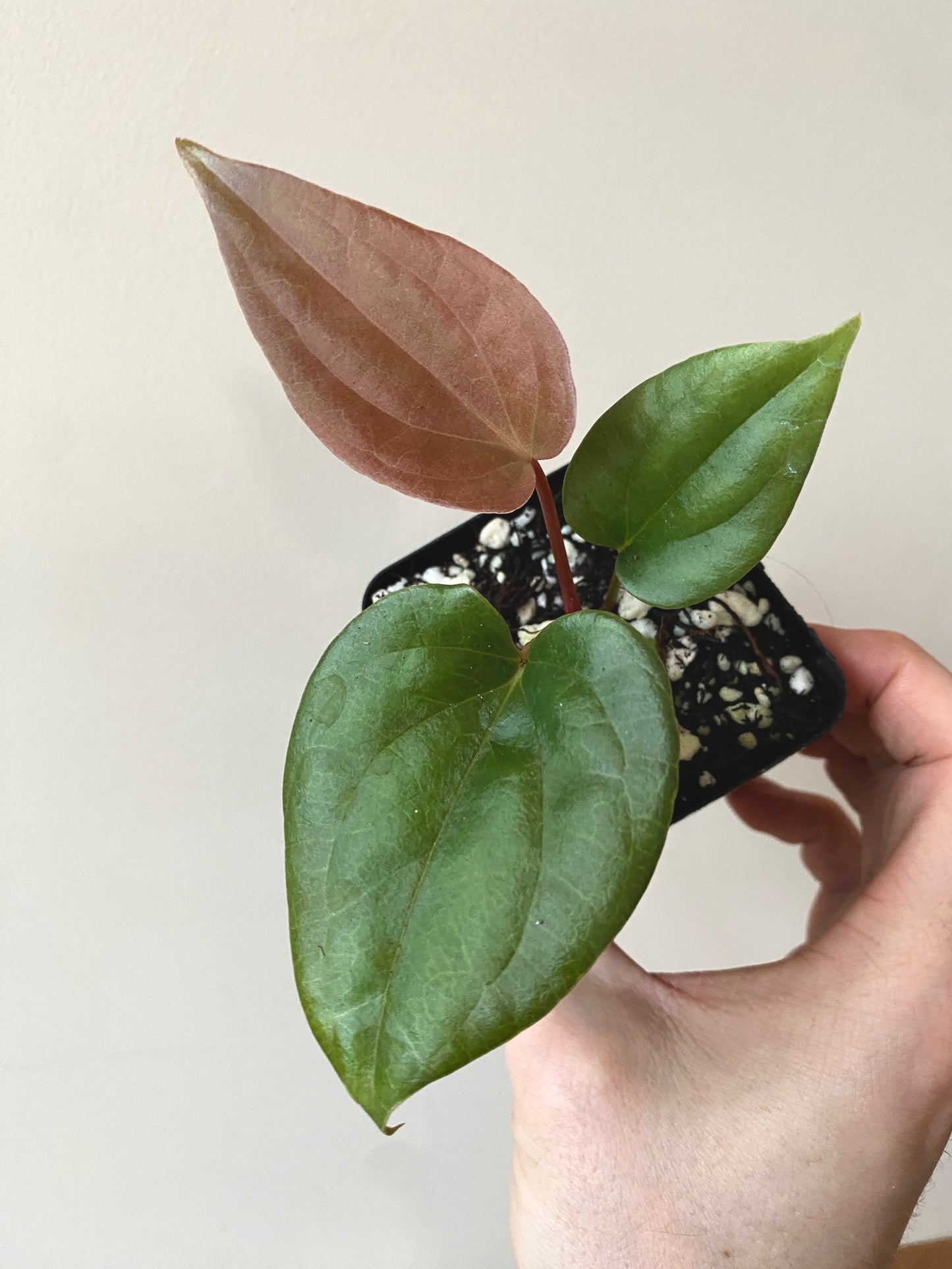 Anthurium Fort Sherman X Luxurians | 7 cm pot [C]