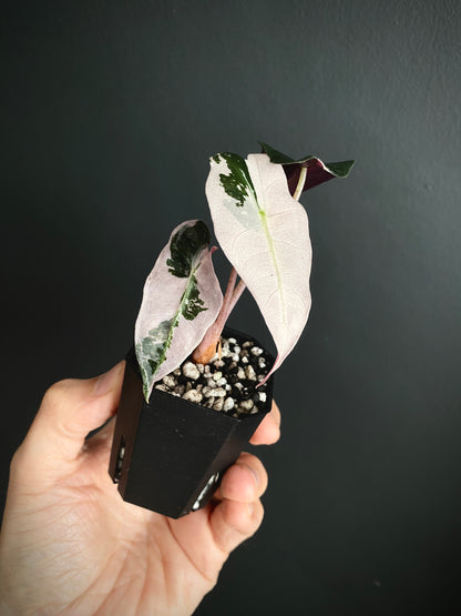 Alocasia Polly Pink variegated | 5 cm pot [C]