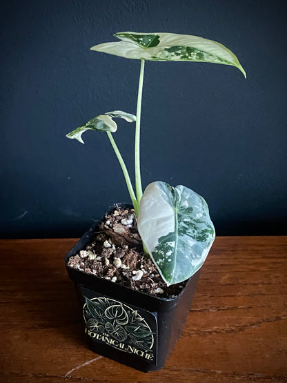 Alocasia Frydek Albo variegated | 7 cm pot