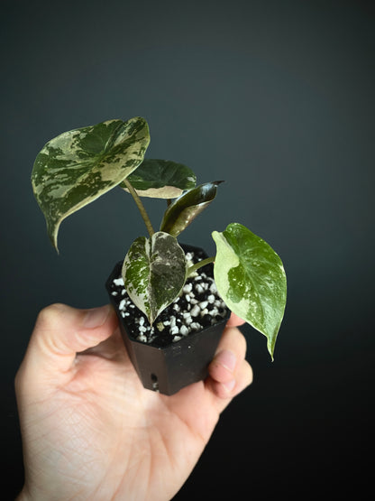 Alocasia Wentii albo/pink variegated | 5 cm pot [A]