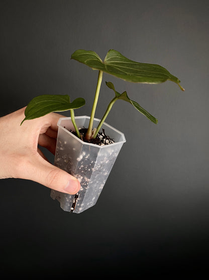 Anthurium King of Spades (KOS/HU) | 7 cm pot [B]
