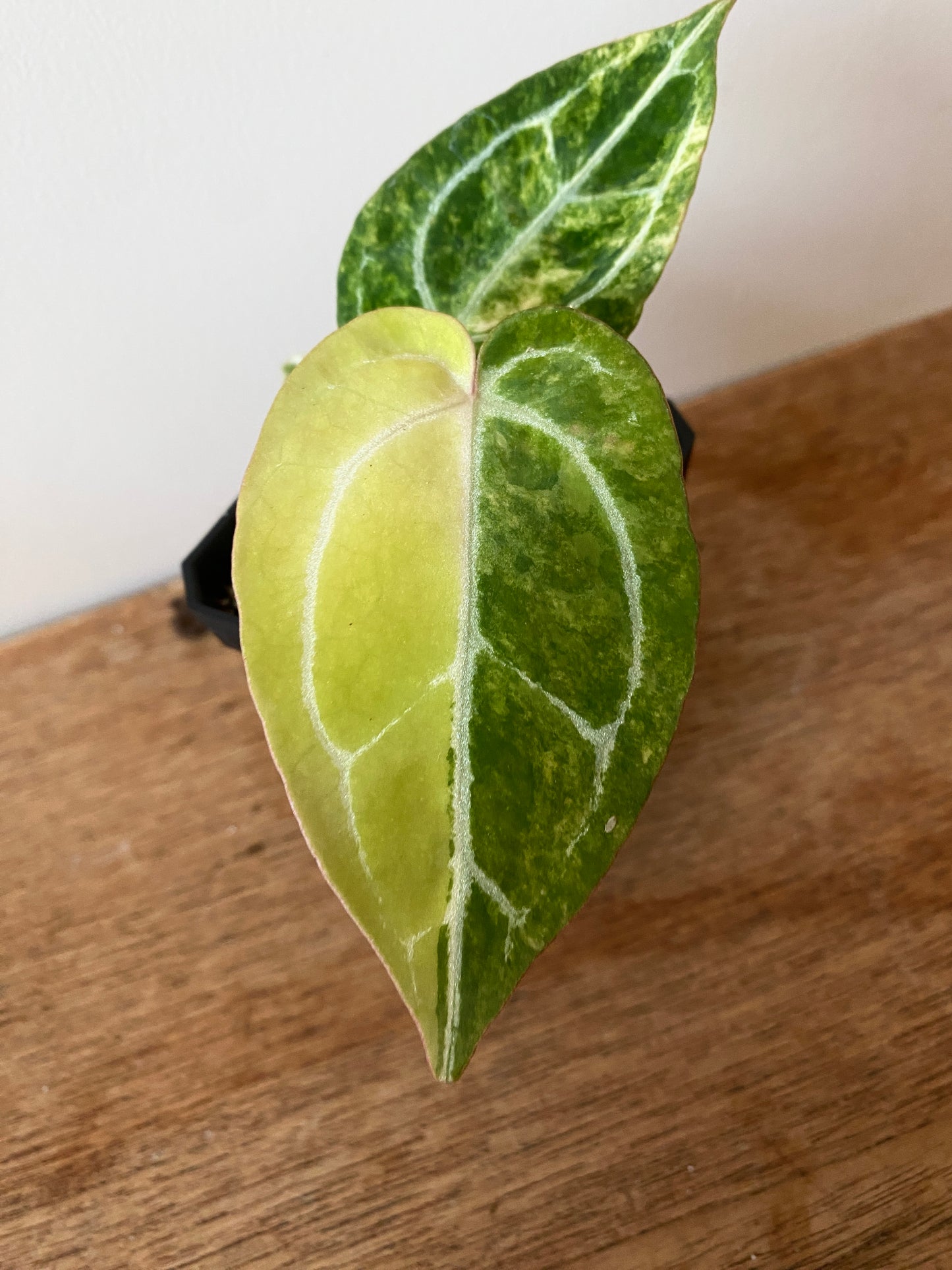 Anthurium Pap.Crystal var X Tezula Red Crystallinum | 7 cm pot [B]