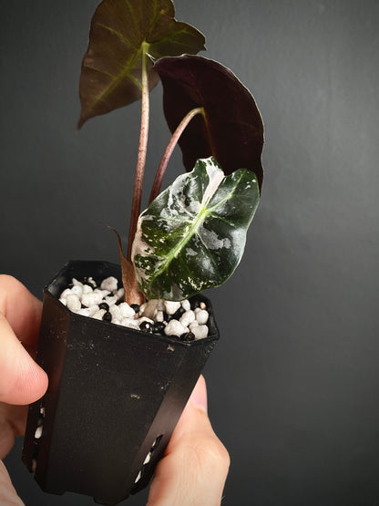 Alocasia Polly Pink variegated | 5 cm pot [A]