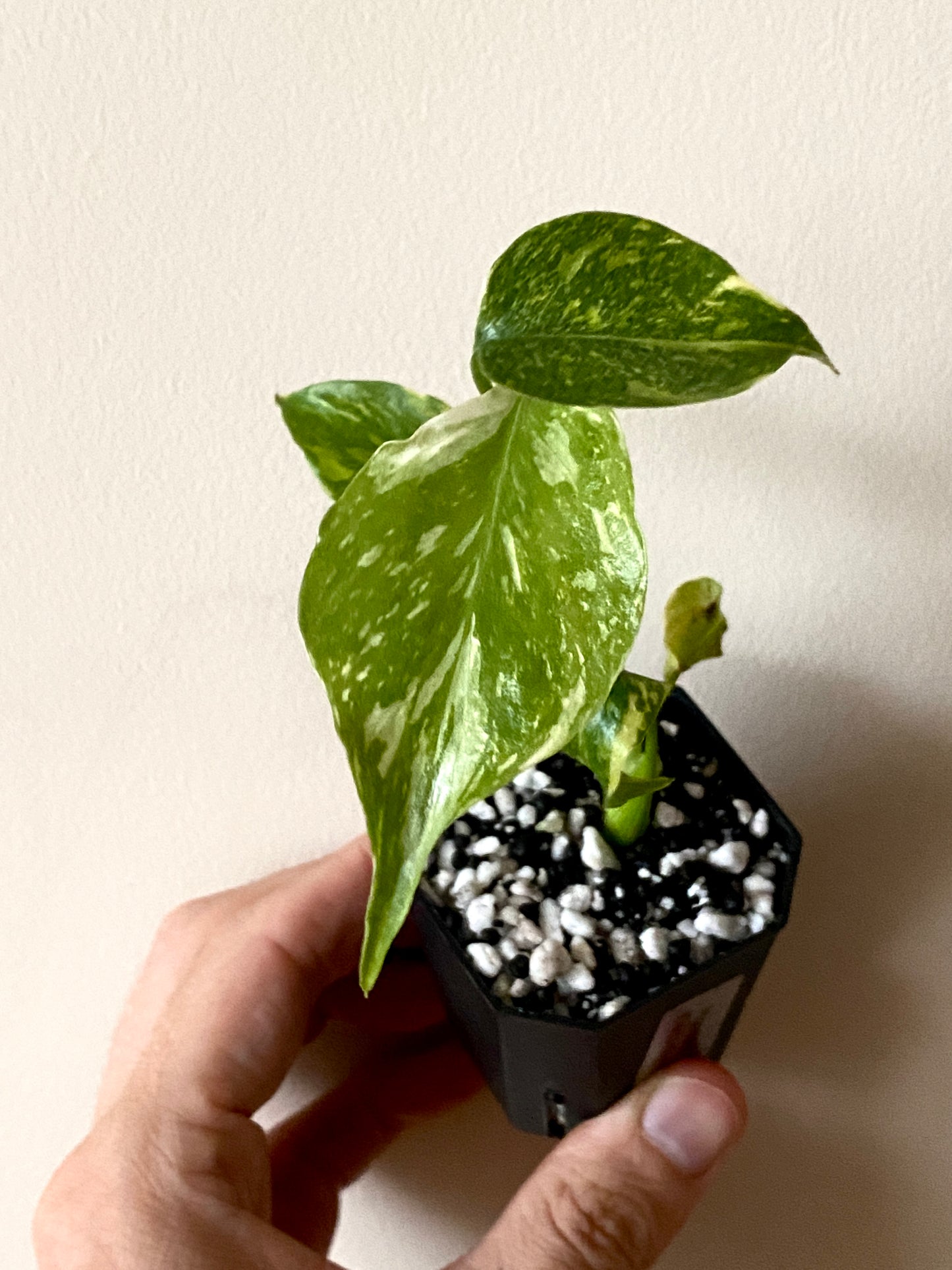 Monstera Deliciosa Electrolyte | 5 cm pot [A]